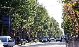 Alberi in città, la ‘prima linea di difesa’ dal cambiamento climatico
