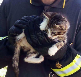 Micetto rischia di annegare, salvato dai vigili del fuoco