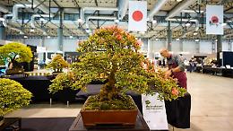 Japan Show e Italian Koi Expo, il viaggio in oriente comincia