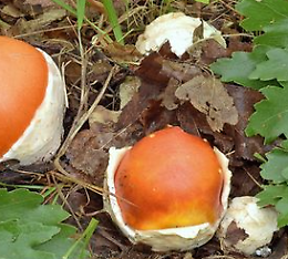 Serata con la micologia: Funghi belli e buoni
