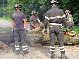 Grossa pianta caduta in via Brescia, strada chiusa