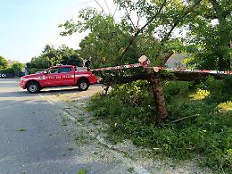 Albero caduto in via Lago Gerundo, intervento dei vigili del fuoco