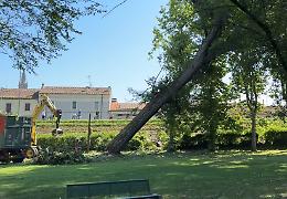 Maltempo, i danni nel Casalasco: alberi sradicati, Lido Po flagellato