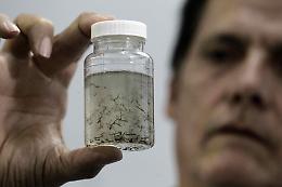 Dengue: un caso sospetto, scatta la disinfestazione