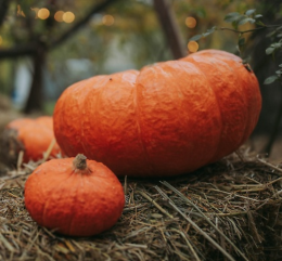 Fiera centenaria settembrina: festa della zucca 2024
