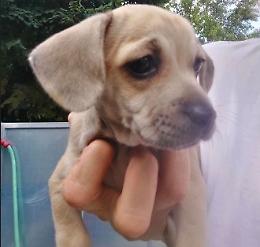 Cagnolina di 700 grammi abbandonata alla stazione dei treni