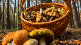 Funghi sotto la lente grazie ad Ats Val Padana