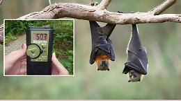 Bat-detector per censire i pipistrelli