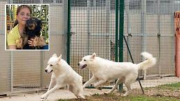 Cani: allarme illegalità e ‘abbandoni’ volontari