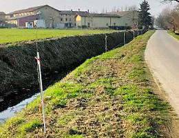 Via Luignano, rimossi 50 giovani pioppi