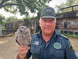 Cucciolo di barbagianni salvato nel Parco del Serio