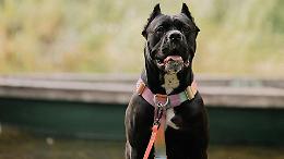 Catena corta e acqua calda per il cane: sentenza a ‘non doversi procedere’