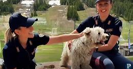 Abbandono di animali, la Polizia lancia un appello: “Non ci sono scuse”