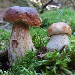 19ª Mostra Micologica: funghi di pianura e di montagna