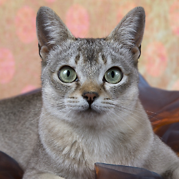 Petsfestival, il più grande evento italiano dedicato agli animali 