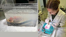 Primo intervento chirurgico su un pesce rosso: l’operazione riesce perfettamente