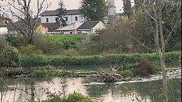 Cumuli di tronchi sotto il ponte sull’Oglio, cresce la preoccupazione per il rischio straripamento