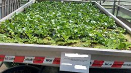 Commercio di piante aliene e invasive, smantellata la filiera illegale