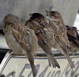 Architetta la truffa social dei cardellini, punito il finto allevatore napoletano