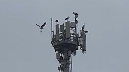 Sette cicogne sull'antenna della Tim in viale Europa