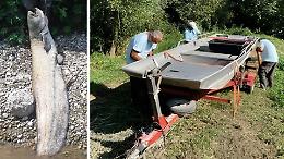 Allarme siluri, nel Serio catturati 521 esemplari