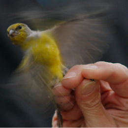 Proiezione del film "Migratori" dell'artista Agnese Galiotto