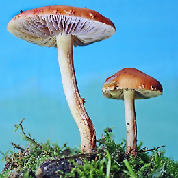 Incontro: "Il meraviglioso mondo dei funghi"