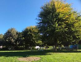 Al via la mappatura degli alberi comunali