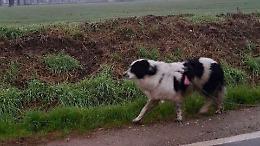 Appello via social per trovare il cane smarrito