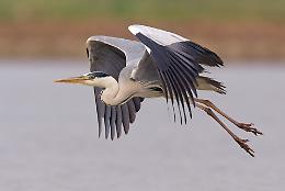 Parco del Serio habitat ideale per gli uccelli