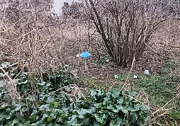 Occhi elettronici sul boschetto della droga