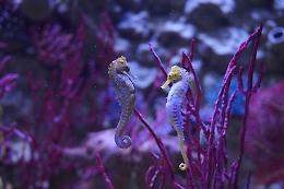 Gardaland SEA LIFE Aquarium, un San Valentino tra le onde