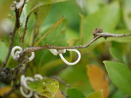 Allarme Takahashia Japonica, piante sotto attacco dal parassita dell'Estremo oriente