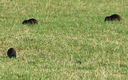 Nutrie: &laquo;Il grosso &egrave; fatto con i 12.349 abbattimenti&raquo;