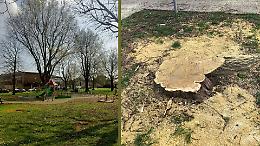 Addio gelsi: &laquo;Erano ammalorati&raquo;