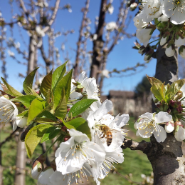 Una giornata alla tradizionale Festa dei Ciliegi in Fiore