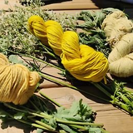 Laboratorio per adulti: tingere con le erbe