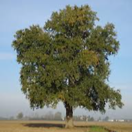 Populus Festival: la filiera del pioppo