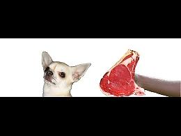 VIDEO I cani lo sanno