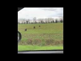 VIDEO A Vidiceto cinghiali in fuga dalla piena del Po