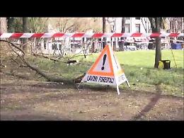 Tree climbers, la potatura diventa show