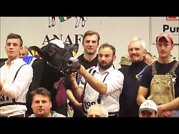 VIDEO Fiere Zootecniche Internazionali: la Mostra Nazionale della Frisona