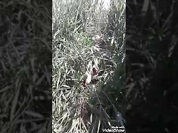 VIDEO Il salvataggio del cane Lucky incastrato tra i rovi