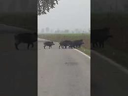 VIDEO - Branco di cinghiali tra Pozzo Baronzio e Ronca
