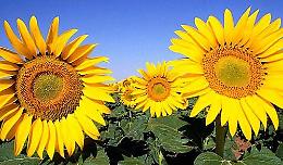 La festa dei girasoli: a Torbole Casaglia (Bs) dal 12 al 14 luglio