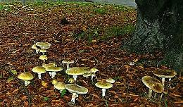 Due intossicati da funghi
Cresce l'allarme nel Cremasco