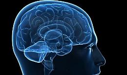 Il cervello umano e il progetto per il futuro, se ne parla in Sala Maffei