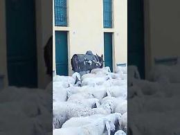 VIDEO Transumanza in pieno centro del paese