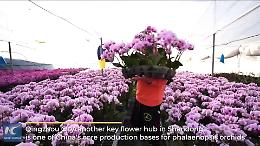 Cina, l'energia rinnovabile utilizzata per riscaldare le serre di fiori