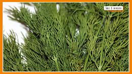 Sorsi di Benessere - Le propriet&agrave; dell'aneto